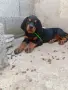 Свободни ловни кучета., снимка 2