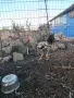 Продавам млади петли, снимка 10