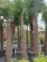 Студоустойчиви палми Трахикарпус  28 годишни, снимка 2
