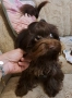 Йоркширски териер, тъмен шоколад., снимка 2