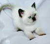 Шотландско колорпойнт момиче. , снимка 3