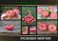 РОЗОВА МАГИЯ + още над 150 сорта домати, снимка 1