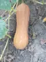 Тиква,четири вида., снимка 4