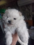 Мини Померан , снимка 2