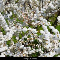 Японска Вишна-(Prunus Alba Plena), снимка 4 - Градински цветя и растения - 40121338