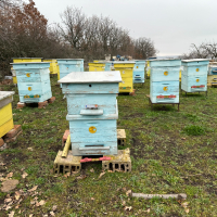 Продавам пчелни семейства с многокорпусен кошери, снимка 6 - За пчели - 44828345