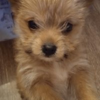 Продаваме мини кученца!, снимка 1 - Померан - 43668849