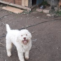 Кучета за трюфели Лагото Романьоло, снимка 15 - Други - 34326487