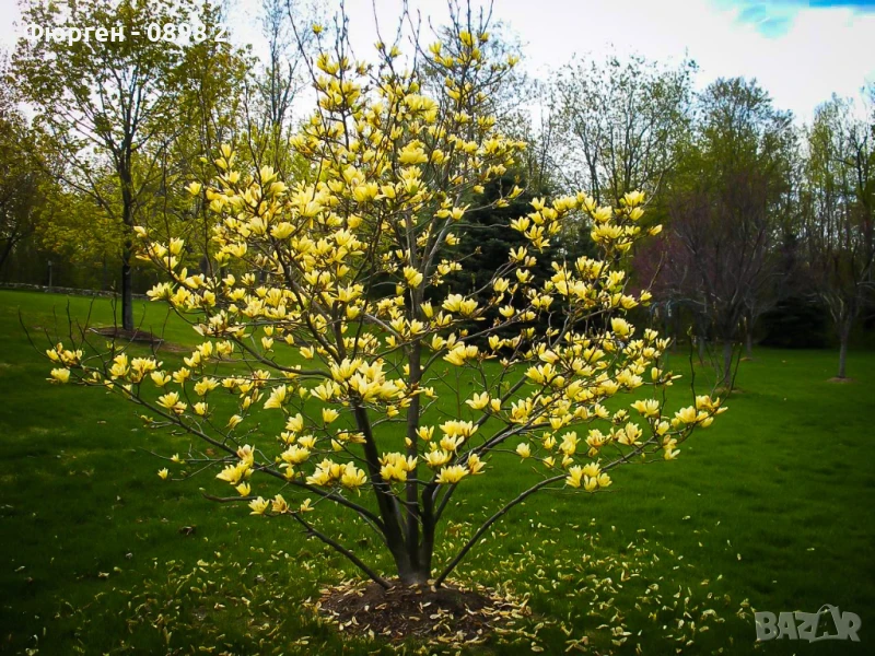 Жълта Магнолия - Златна мечта Студоустойчива, снимка 1