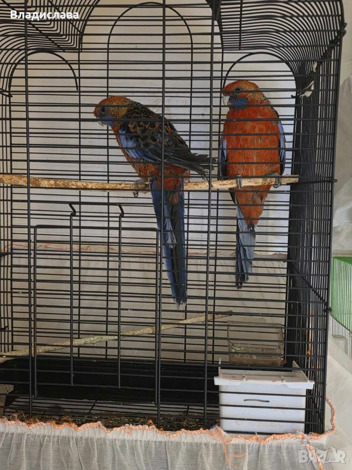 Продавам двойка Розели , снимка 1