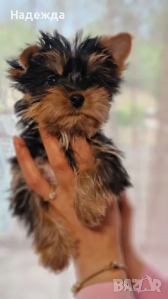 Йоркширски териер , снимка 1