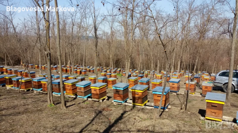 Пчелни семейства с кошерите, снимка 1