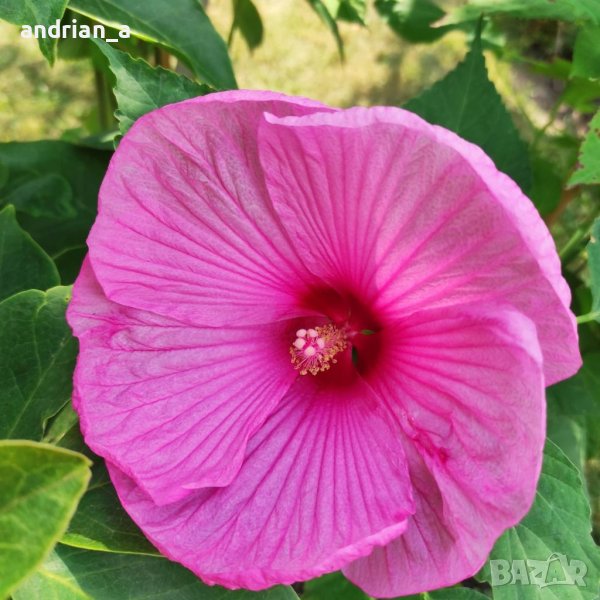 2бр. Градински хибискус Луна , снимка 1