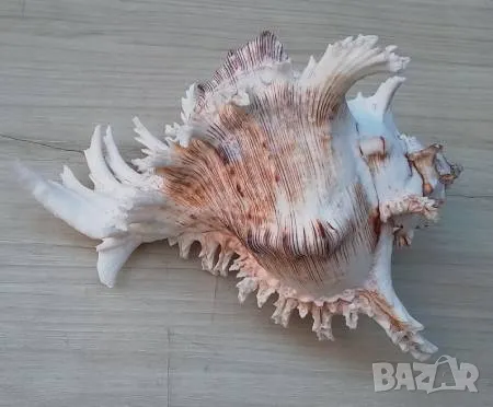 Раковина около 20 сантиметра, снимка 1