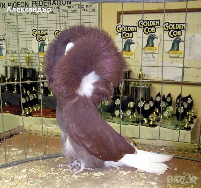 Гълъб Якалия на 1 година, снимка 1