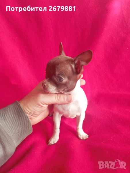 Момиче бяло с шоколад, снимка 1