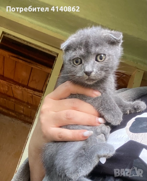 Шотландско клепоухо коте  , снимка 1