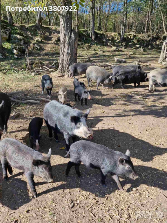 свободни прасета, снимка 1