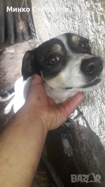 Продавам куче породата му е между Джак ръсел и Ratonero Bodeguero Andaluz- Рат Териер, снимка 1