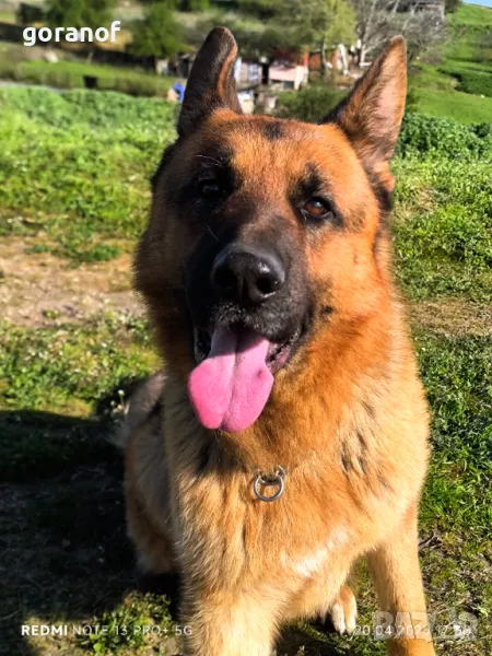 Чистокръвна немска овчарка за РАЗПЛОД, снимка 1