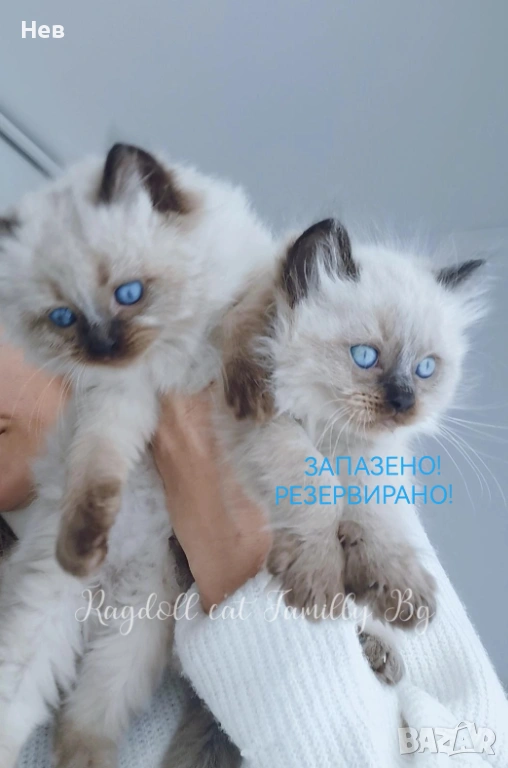 Ragdoll рагдол/регдол  коте мъжко, снимка 1