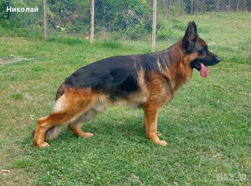 Малки немски овчарки, снимка 1