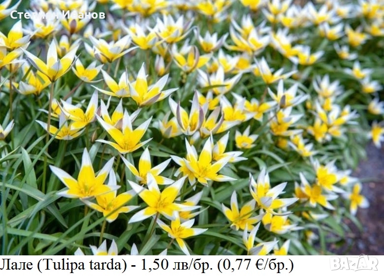 Лале (Tulipa tarda) - луковици, снимка 1