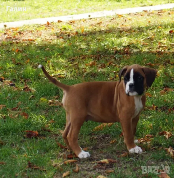 Немски боксер , снимка 1