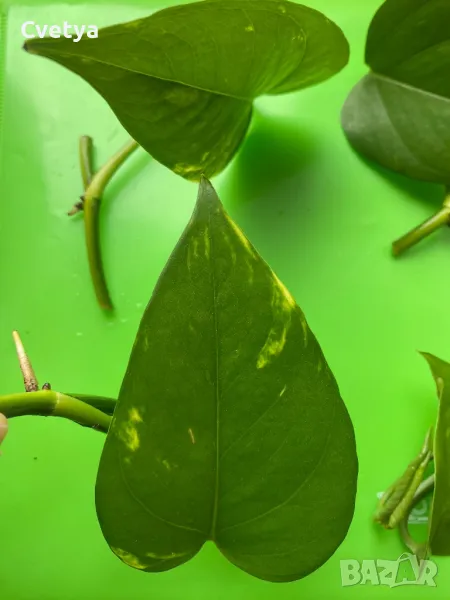 Jade Pothos -Вкоренени резници, снимка 1