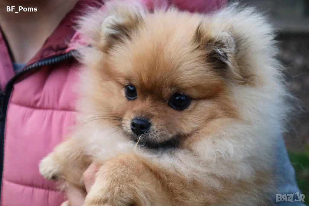 Миниатюрно момиченце померан с родословие FCI, снимка 1