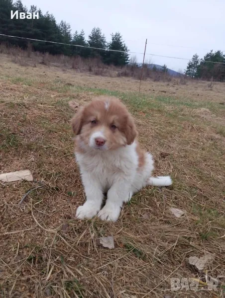 Българско овчарско куче , снимка 1