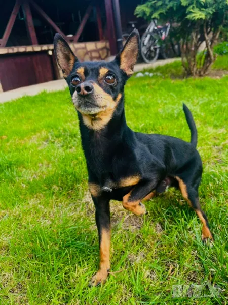 мини пинчер за РАЗПЛОД, снимка 1