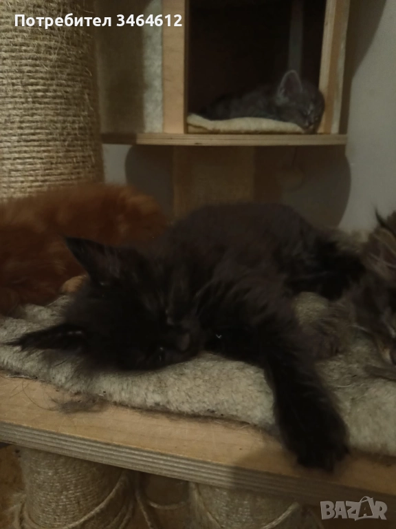 Мейн куун котенца, снимка 1