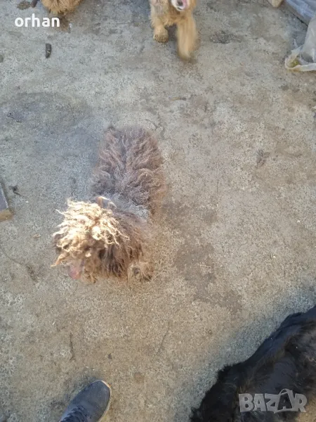 женско логото работеща , снимка 1