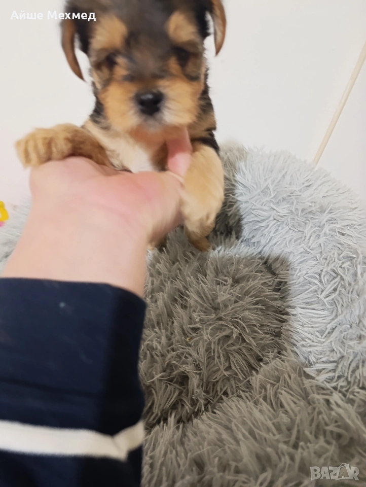 йоркширски териер, снимка 1