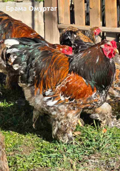 Продавам яйца от Брама: Яребична, Сьомга, Порцелан, Мотлед, Изабела, снимка 1