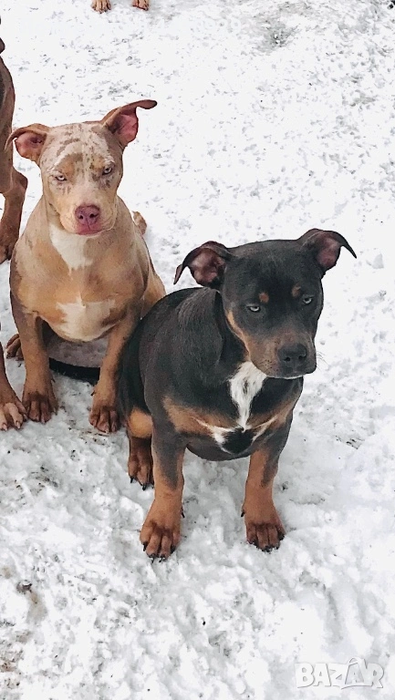 American Bully XL, снимка 1