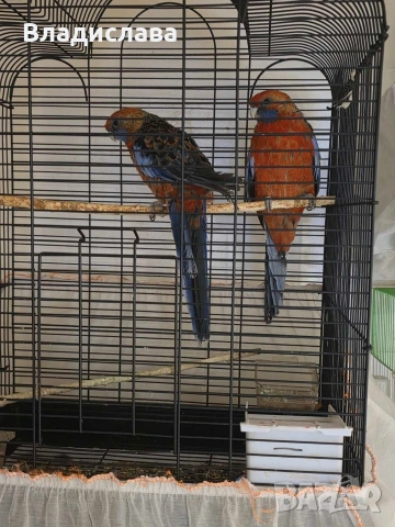 Продавам двойка Розели 