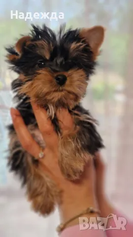 Йоркширски териер , снимка 1