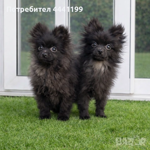 Своднсднд, снимка 2 - Померан - 53659524