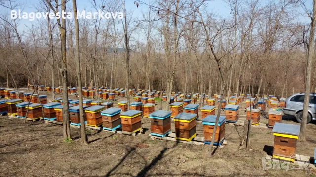 Пчелни семейства с кошерите, снимка 1