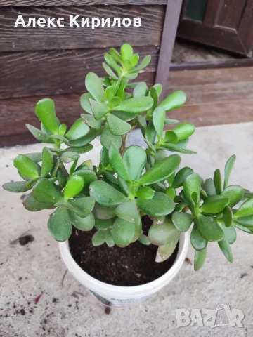 Дебела Мара(Парично дърво),Дървото на живота, снимка 4 - Стайни растения - 44581625