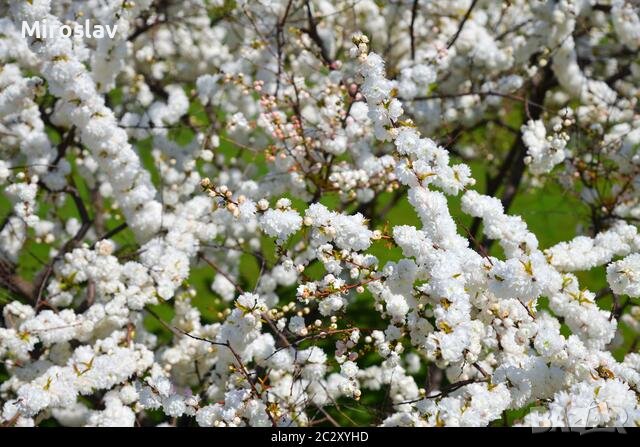 Японска Вишна-(Prunus Alba Plena), снимка 4 - Градински цветя и растения - 40121338