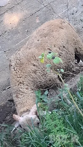 Мъжко агне.           .