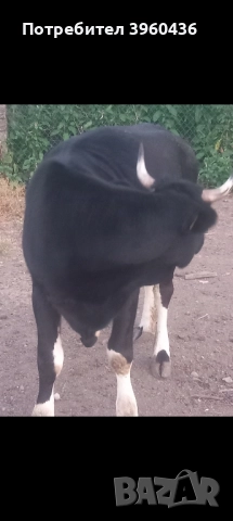 продавам юница , снимка 2 - Крави - 52472836