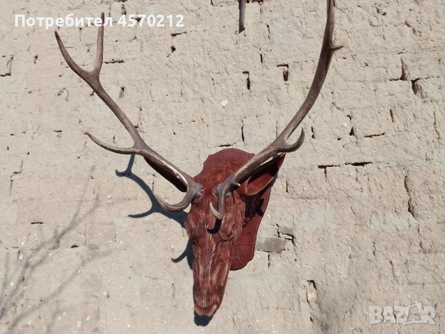 Ловен трофей от благороден елен, Поставка за еленски рога, Дърворезба за механа, Подарък за ловец  , снимка 4 - Декорация за дома - 51578899