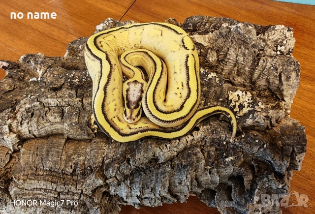 Продавам Кралски питон (Python regius) , снимка 4 - Змии - 53446933