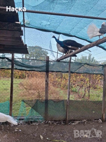 Продавам пауни! , снимка 4 - други­ - 52323574