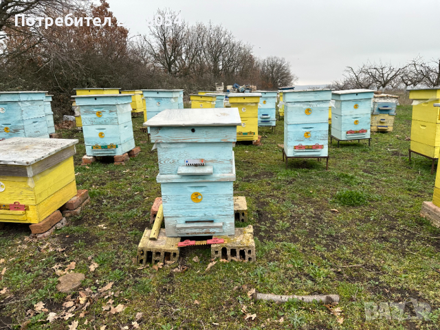 Продавам пчелни семейства с многокорпусен кошери, снимка 6 - За пчели - 44828345