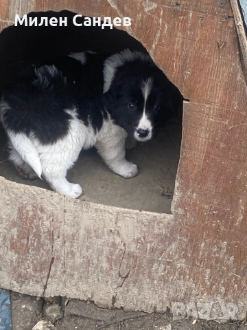 Българска овчарка